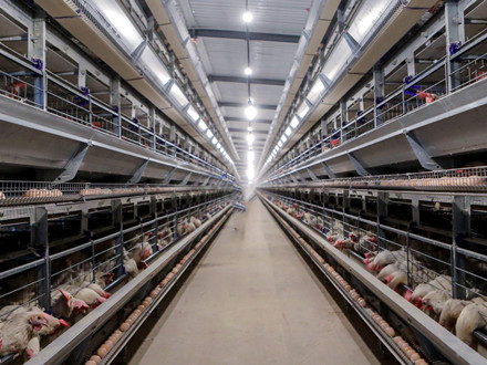 DB22/T 3033.1-2019 畜禽产品质量安全追溯 第1部分：信息编码技术规程