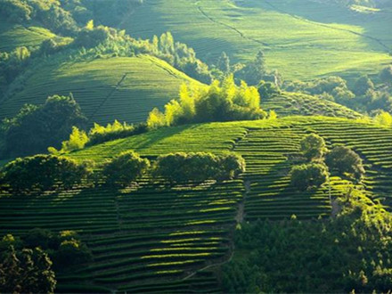 T/CSTEA 00043-2022 地理标志集体商标 尤溪绿茶生产技术规范